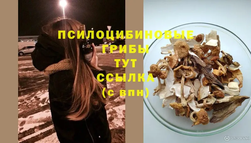 Псилоцибиновые грибы Psilocybe  блэк спрут как войти  Гдов  купить наркоту 